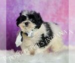 Small Photo #70 Maltipoo (Miniature) Puppy For Sale in WARSAW, IN, USA