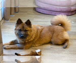 RUBY - Female Chow Chow Dog for Adoption - Photo #4