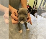 Small Photo #12 American Pit Bull Terrier Puppy For Sale in TACOMA, WA, USA