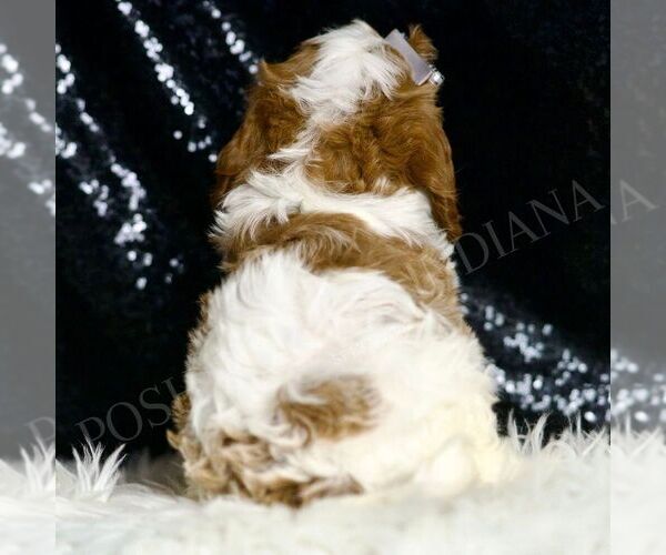 Medium Photo #5 Cavapoo Puppy For Sale in WARSAW, IN, USA