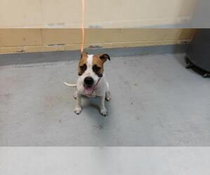 Mutt Dogs for adoption in Tulsa, OK, USA