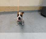 Small Mutt