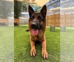 Small German Shepherd Dog