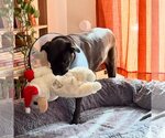 Small #6 American Pit Bull Terrier-Labrador Retriever Mix