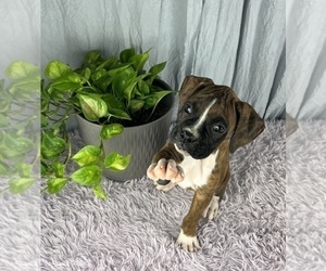Boxer Puppy for sale in GREENWOOD, IN, USA