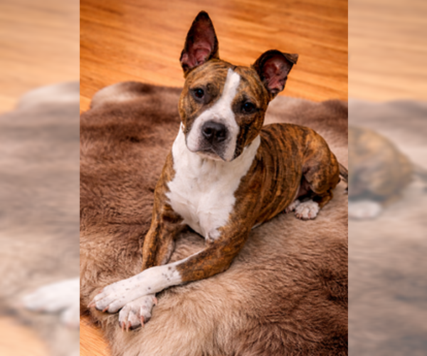 Medium Photo #1 American Pit Bull Terrier-Unknown Mix Puppy For Sale in Sanford, FL, USA