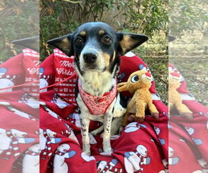 Mutt Dogs for adoption in Missouri City, TX, USA