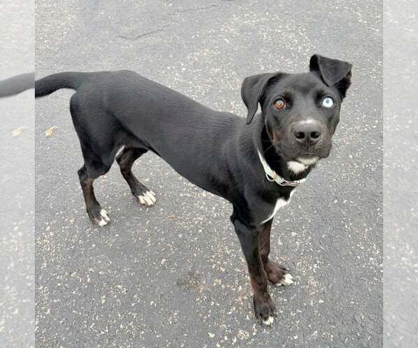 Medium Photo #1 Labrador Retriever-Unknown Mix Puppy For Sale in New Oxford , PA, USA