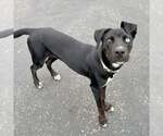 Bindi Sue - Female Labrador Retriever-Unknown Mix Dog for Adoption - Small photo