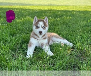 Siberian Husky Puppy for sale in FRANKLIN, IN, USA