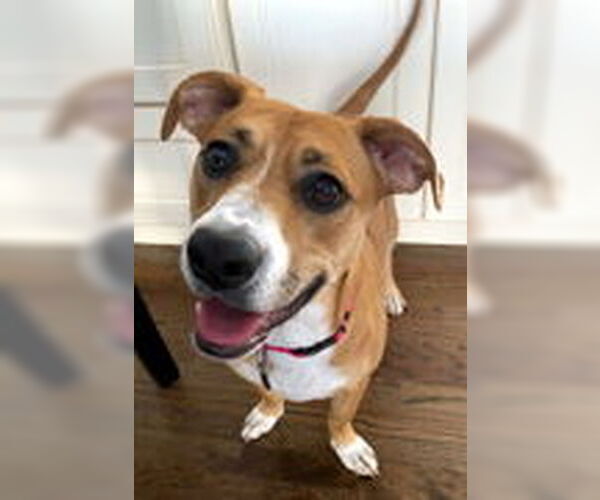 Medium Photo #3 Basset Hound-Boxer Mix Puppy For Sale in Deepwater, NJ, USA