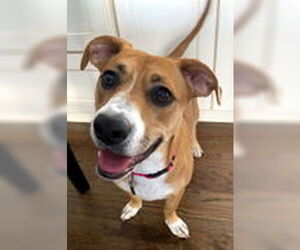 LUNA - Female Bassetoxer Dog for Adoption - Photo #3