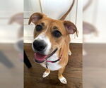 Small #2 Basset Hound-Boxer Mix