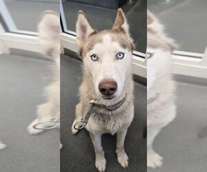 - Mix Dogs for adoption in Glen Allen, VA, USA
