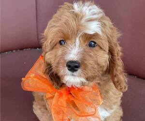 Cavapoo Puppy for sale in SAN DIEGO, CA, USA