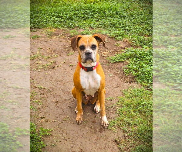 Medium Photo #2 Boxer Puppy For Sale in Austin, TX, USA