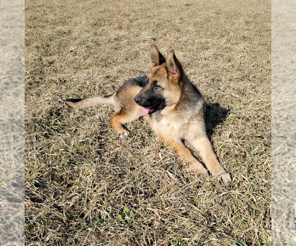 Medium Photo #2 German Shepherd Dog Puppy For Sale in ELGIN, IL, USA