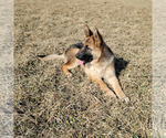 Small Photo #2 German Shepherd Dog Puppy For Sale in ELGIN, IL, USA