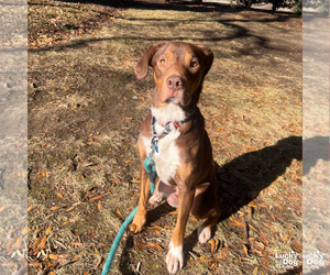Jack - Male Labrador Retriever-Unknown Mix Dog for Adoption - Photo #3