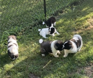 Akita Litter for sale in MUNROE FALLS, OH, USA