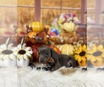 Small #12 Dachshund