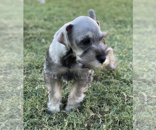 Medium Photo #1 Schnauzer (Miniature) Puppy For Sale in AUBREY, TX, USA