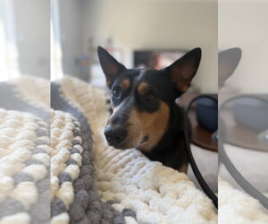 Enzo - Male Australian Shepherd-Unknown Mix Dog for Adoption - Photo #5