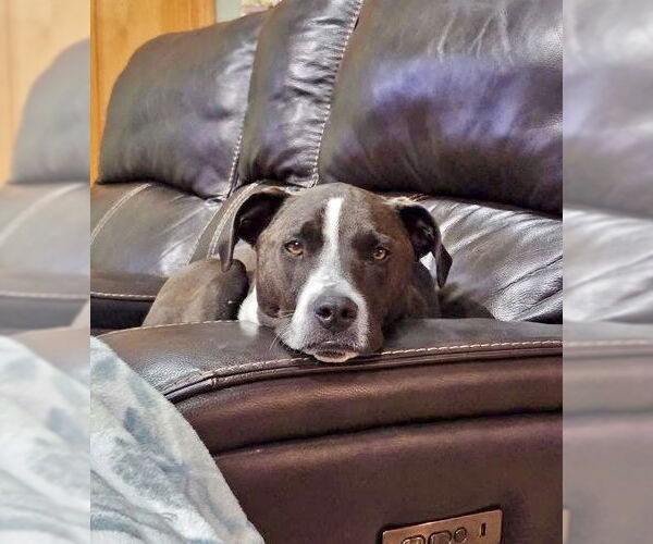 Medium Photo #7 American Pit Bull Terrier-Unknown Mix Puppy For Sale in Williamsburg, IA, USA