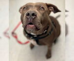 Small #6 American Staffordshire Terrier