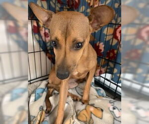 Chihuahua Dogs for adoption in Pampa, TX, USA