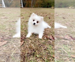 Pomeranian Puppy for sale in WILMINGTON, NC, USA