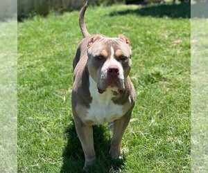 Father of the American Bully puppies born on 05/29/2022