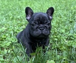 Puppy Felix French Bulldog