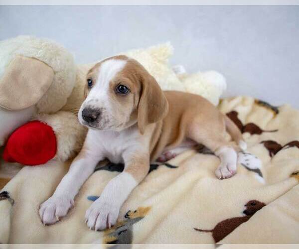 Medium Photo #3 Mutt Puppy For Sale in Kennesaw, GA, USA