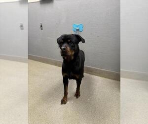 Rottweiler-Unknown Mix Dogs for adoption in Las Vegas, NV, USA