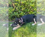 Small #3 Mutt