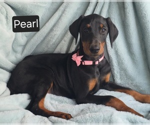 Doberman Pinscher Puppy for sale in POMEROY, OH, USA