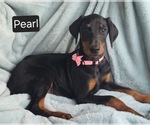 Small Doberman Pinscher