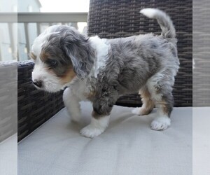 Bernedoodle (Miniature) Puppy for Sale in FREDERICK, Maryland USA