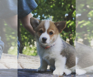 Pembroke Welsh Corgi Puppy for sale in FAIR GROVE, MO, USA