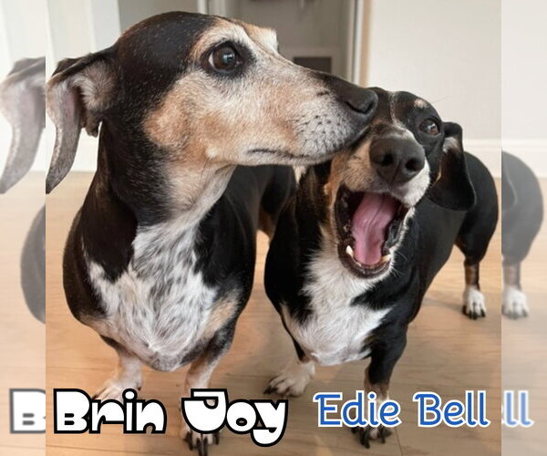 Medium Photo #28 Dachshund Puppy For Sale in San Antonio, TX, USA
