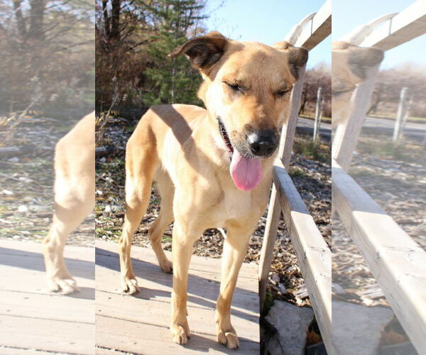 Medium Photo #7 Mutt Puppy For Sale in Sandy, UT, USA