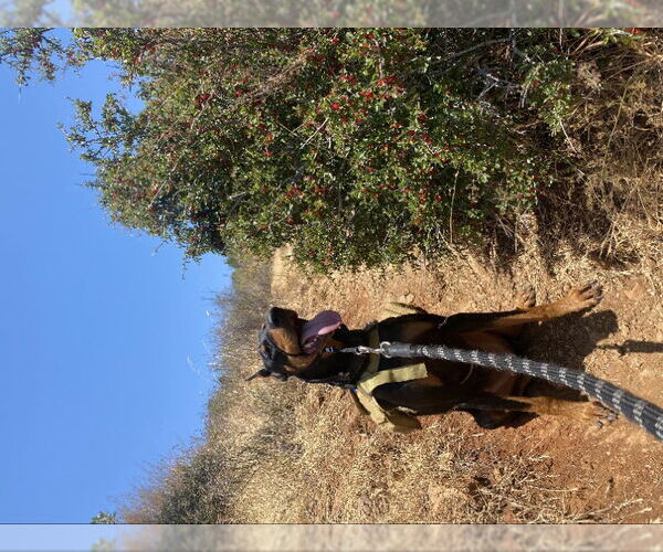 Medium Photo #3 Doberman Pinscher Puppy For Sale in San Diego, CA, USA