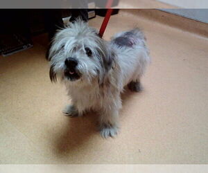 Mutt Dogs for adoption in Martinez, CA, USA