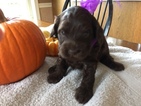Small Photo #2 Miniature Labradoodle Puppy For Sale in CLAY, PA, USA