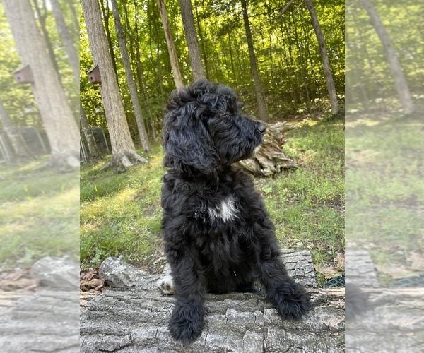 Medium Photo #3 Bernedoodle Puppy For Sale in HARRISON, MI, USA