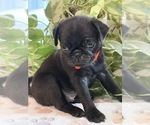 Small Photo #14 Pug Puppy For Sale in SPRING CITY, PA, USA