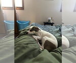 Small #3 Chihuahua Mix