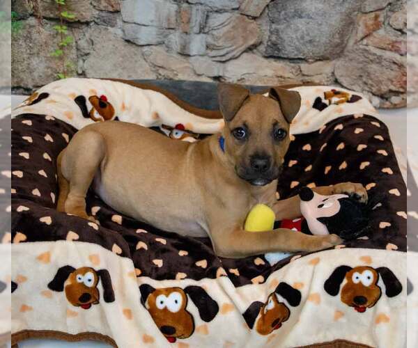 Medium Photo #2 Boxer-Unknown Mix Puppy For Sale in Kennesaw, GA, USA