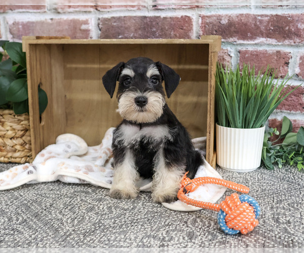 Medium Photo #6 Schnauzer (Miniature) Puppy For Sale in SYRACUSE, IN, USA